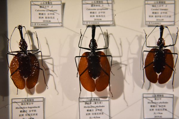 虫61逢世界珍稀昆虫标本展继续在山东博物馆展出