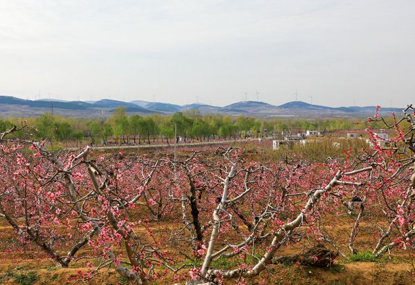 万亩花海桃园美景陶醉花海美好瞬间田园风光教学基地桃园观满目春色