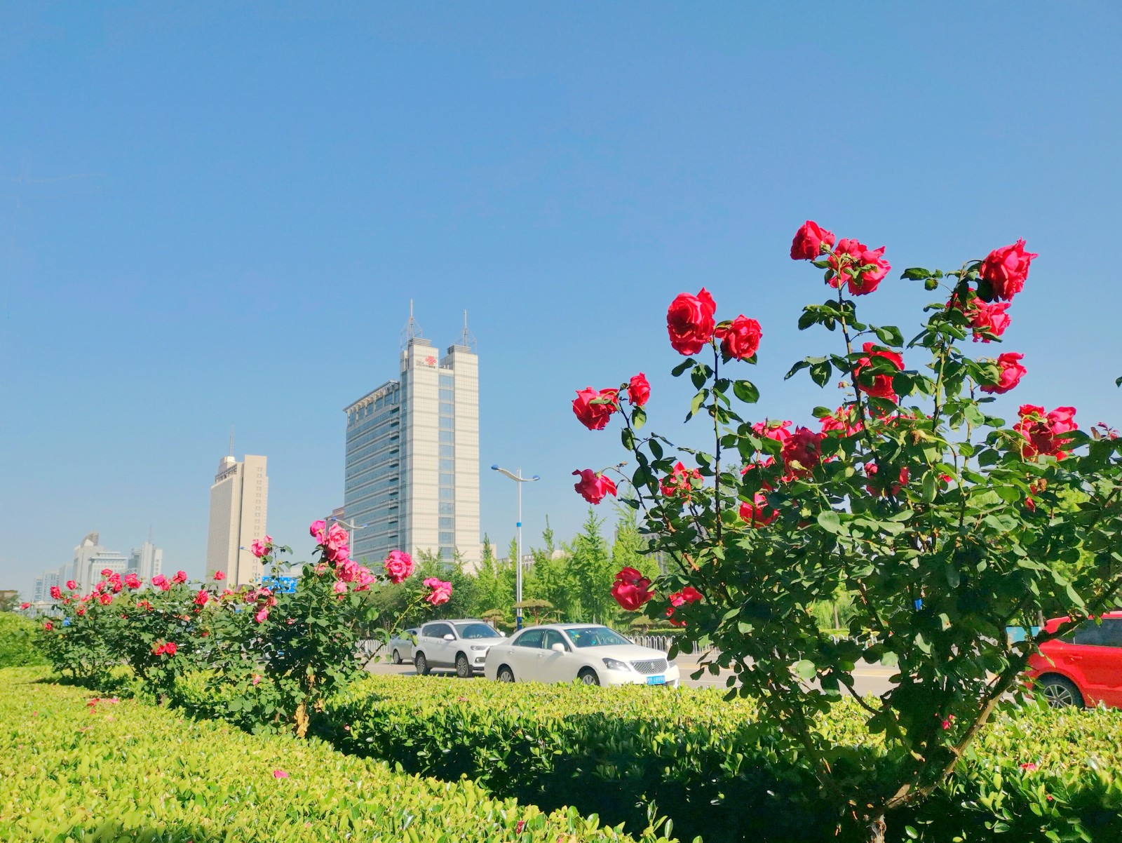 月季花滨州市花