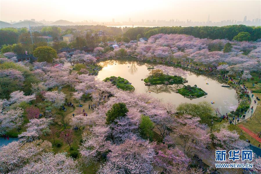 武汉:樱花缤纷醉游人