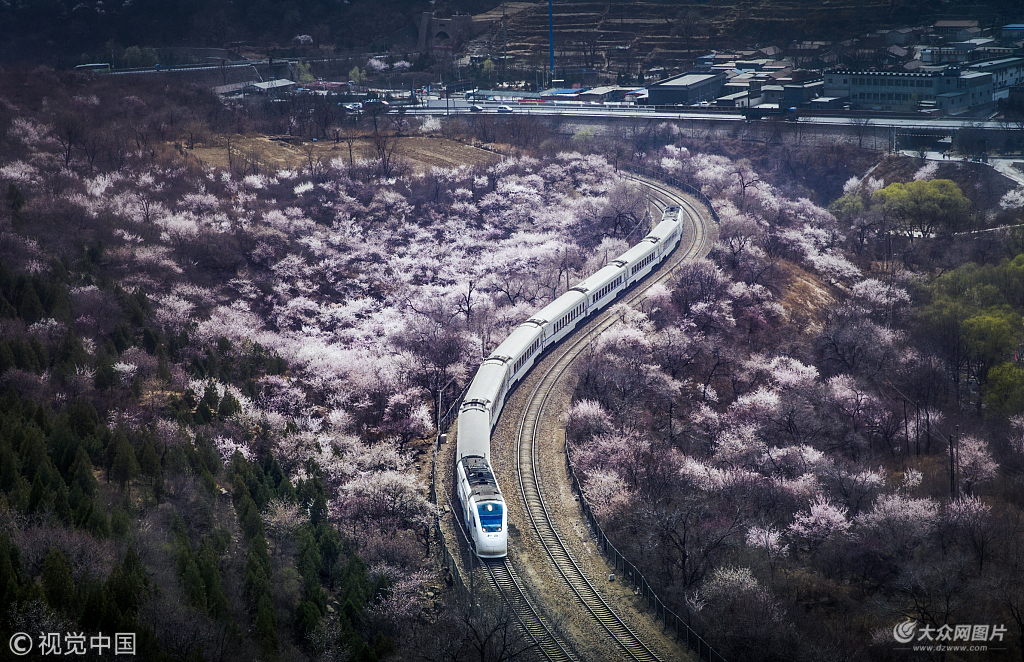 2018年3月29日,北京,居庸关花海盛开,和谐号列车穿过花海美如画.