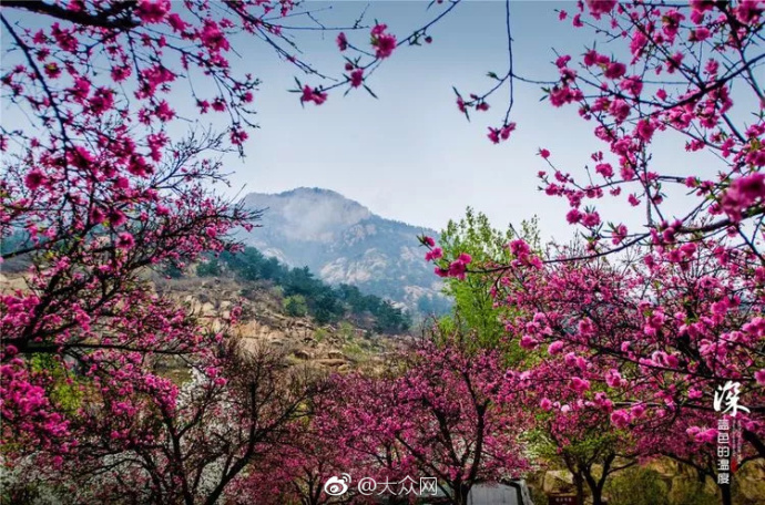 春日芳华看山东丨泰山桃花峪