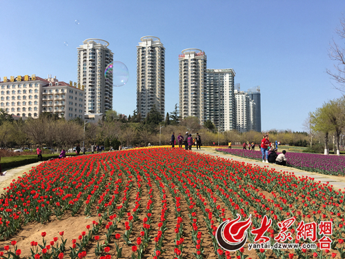 烟台虞美人广场郁金香绽放成花海 市民赏花乐不停!