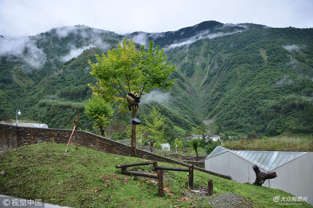 2017年8月25日,四川阿坝,神树坪基地新面貌.