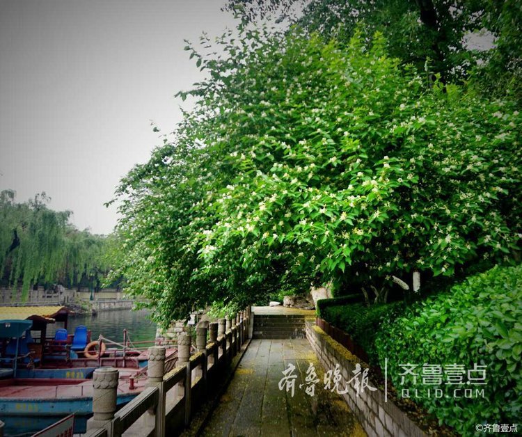 雨后,济南环城公园草木青葱!