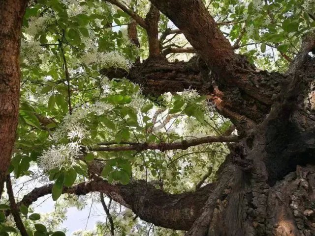 流苏飘香 泰安千年古树开花了!