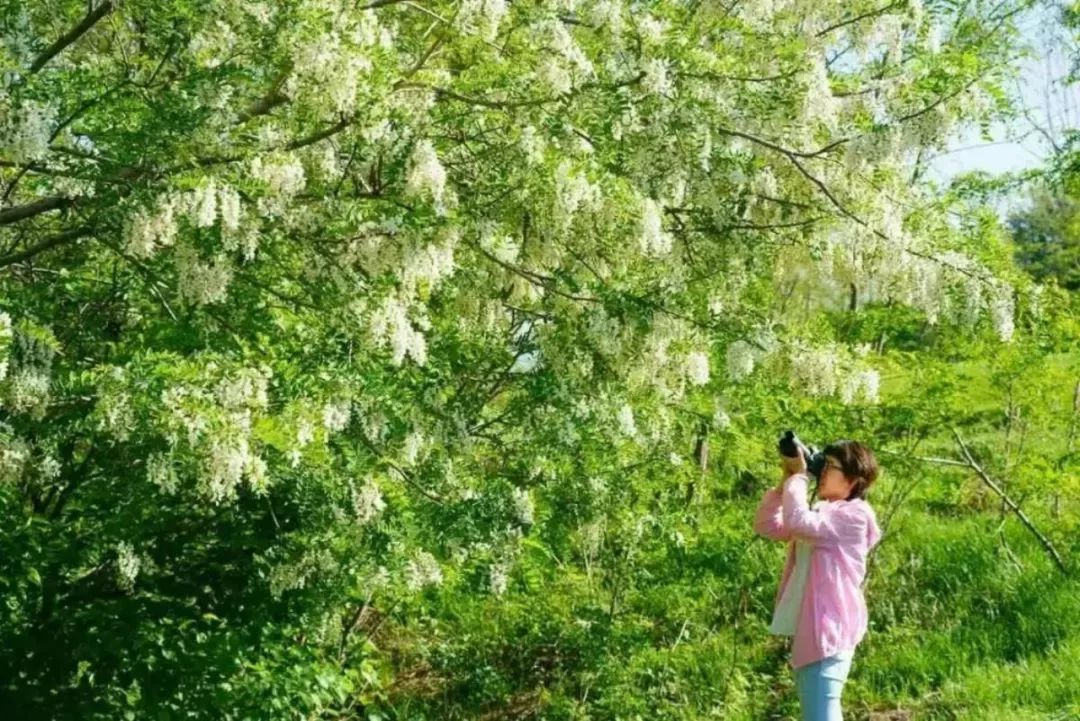 五一期间,牛山景区将举办槐花节.