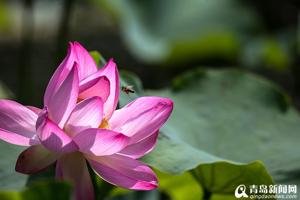 来到了"夏至,从今天开始,气温将不断走高,真正意义上的夏天来到了