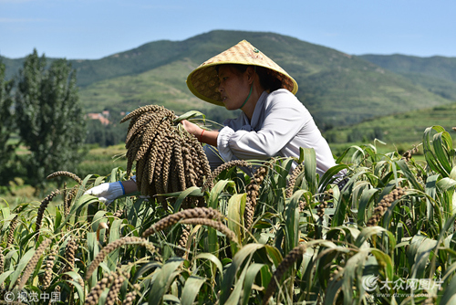 山东日照:谷子成熟