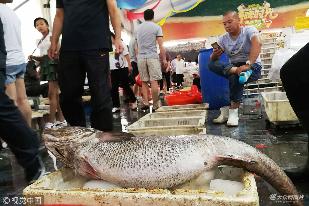 35斤多特大鳘鱼现身青岛海鲜市场引关注