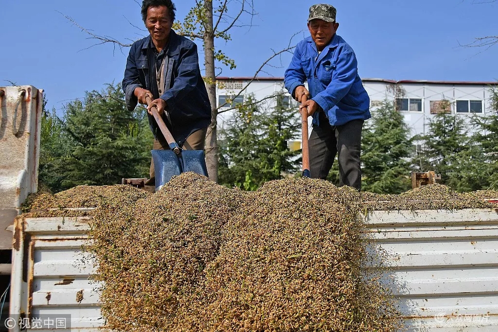 正在操作收割机收获旱稻摄影:孙文潭农民周庆洪正在收获有机旱稻摄影