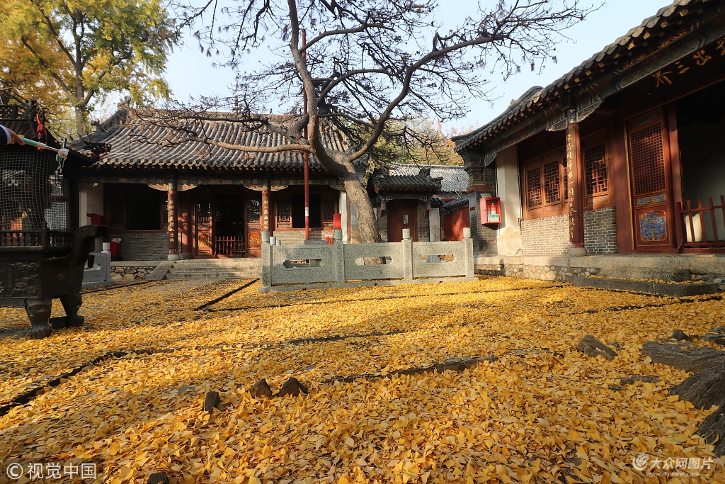 泰安泰山普照寺银杏叶落层层铺满地宛若黄金地毯