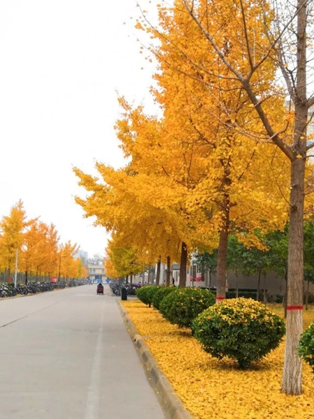 山东大学威海校区里有一条唯美的小路,走在这里会不自觉放慢脚步,留心