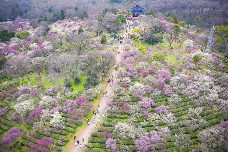 春花烂漫引客来