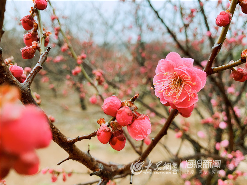 梅花盛开!烟台最美的赏梅季来啦!