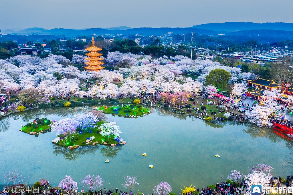 花开正盛 航拍武汉东湖樱花园夜景美爆