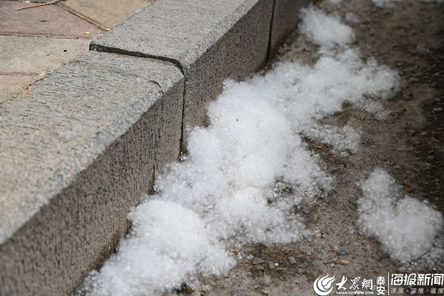 泰安进入飘雪季节湖东路柳絮满天飞