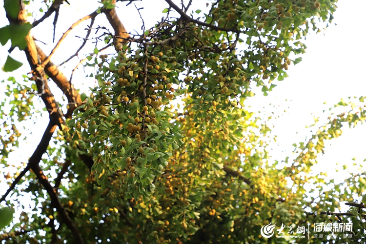 锁福寿文化阁石碑福寿牌福寿阁一角福山肚大福量大石碑成熟的银杏果