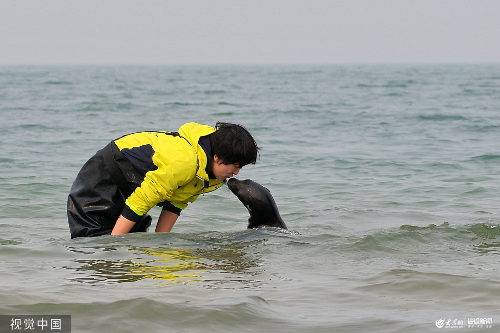 2019年10月21日,山东烟台第二海水浴场,饲养员刘静雯将小海狮"辛巴"抱