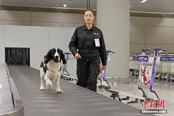 从瘦小孱弱的流浪犬,到通过上海海关监管工作犬年度上岗资质考核.