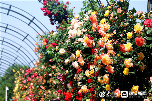 花开缤纷色芬芳飘满城丨莱州市月季花节文旅嘉年华活动启动