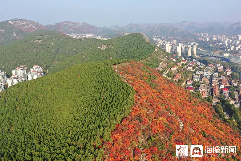 济南蝎子山半山青翠半山红