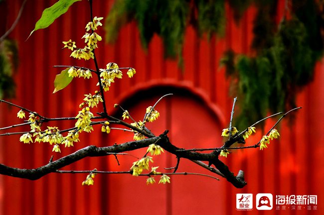 北京西山卧佛寺早花腊梅凌寒绽放