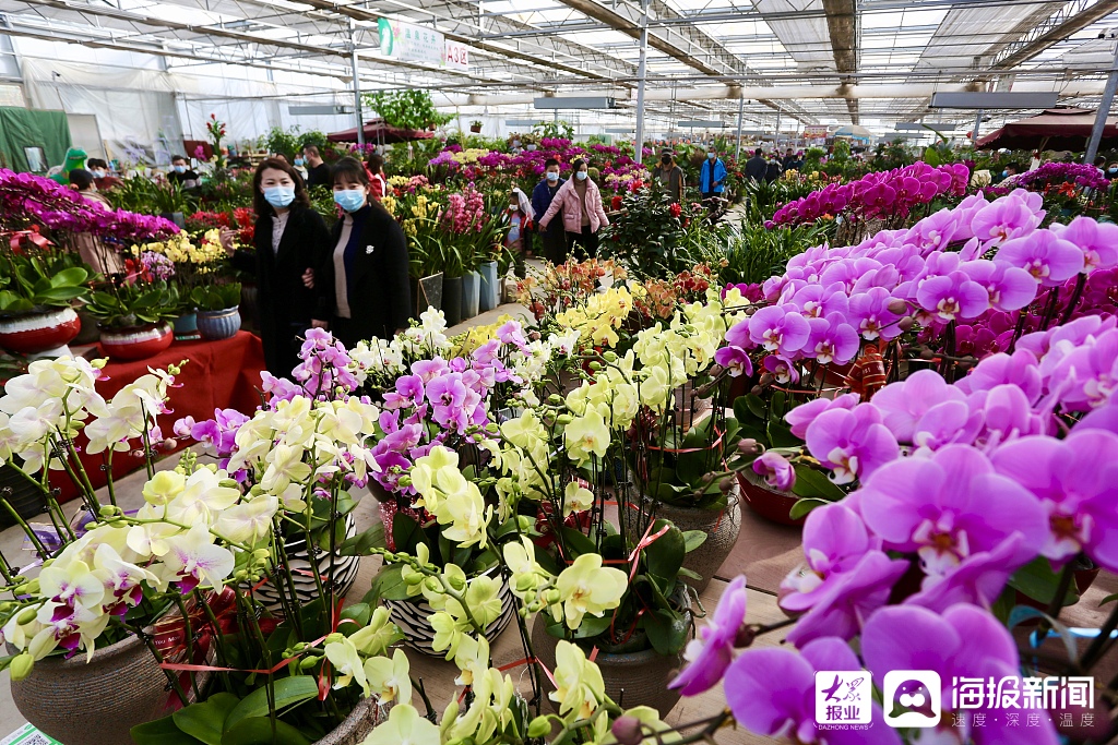 山东泰安春节立春双来到花卉市场鲜花俏