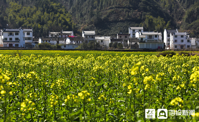 婺源油菜花陆续绽放待游人