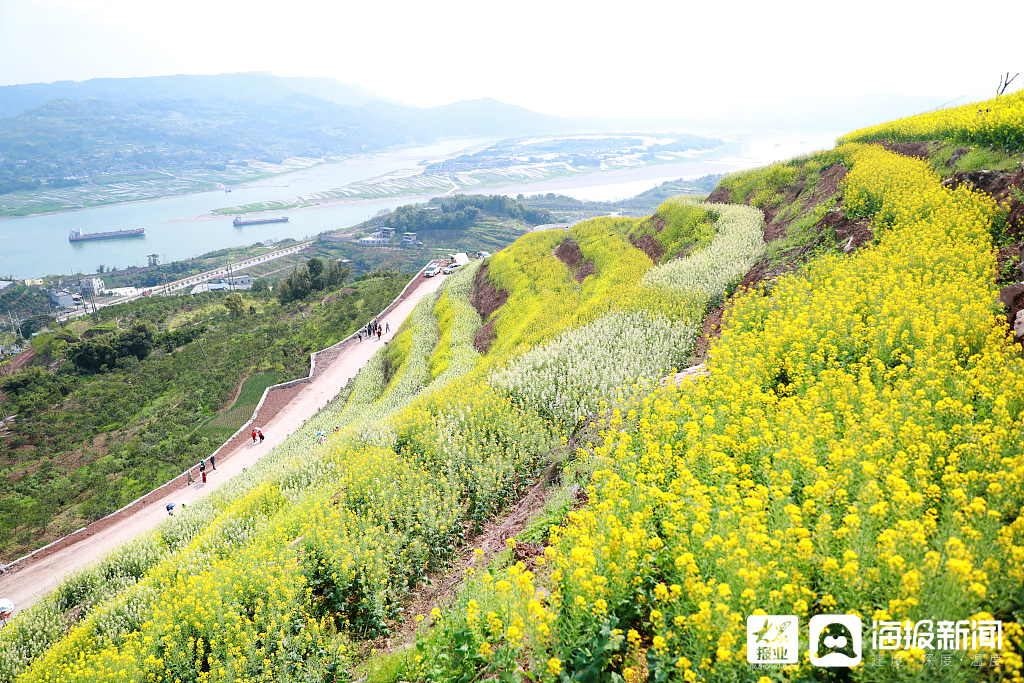 2021年3月11日,重庆市大渡口区跳蹬镇石盘村金鳌山,金灿灿的油菜花