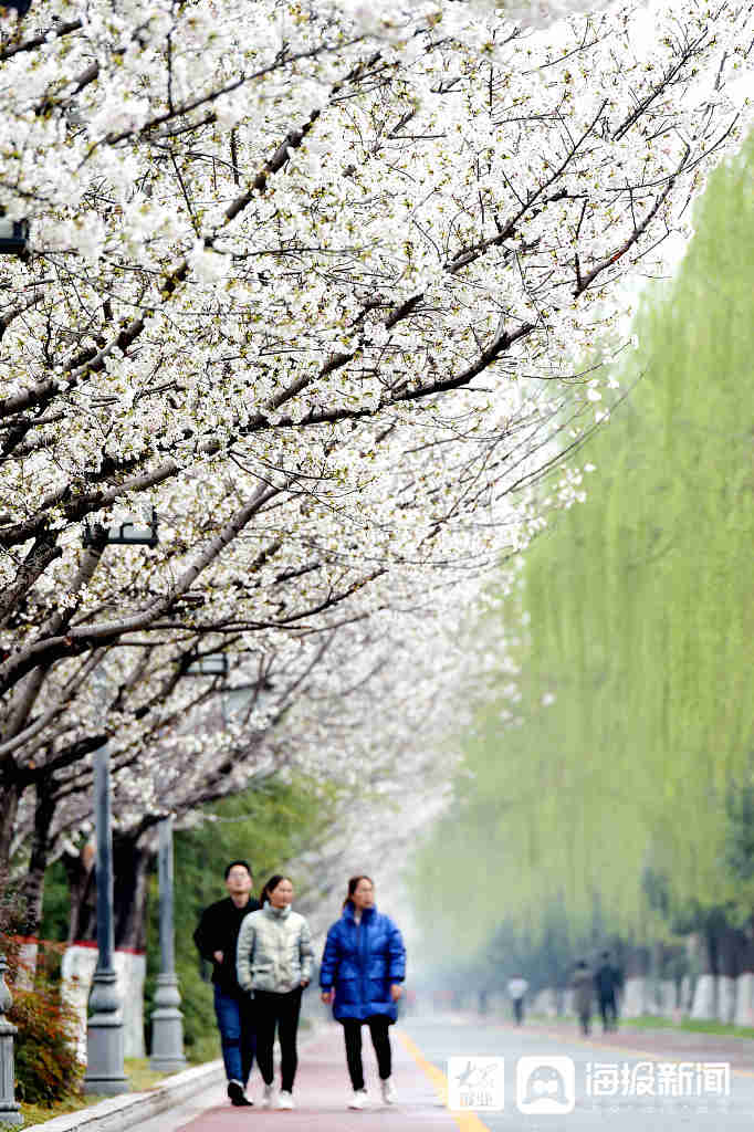 河南省洛阳市,在洛浦公园南岸洛阳桥至牡丹桥段,"樱花大道"的樱花已经