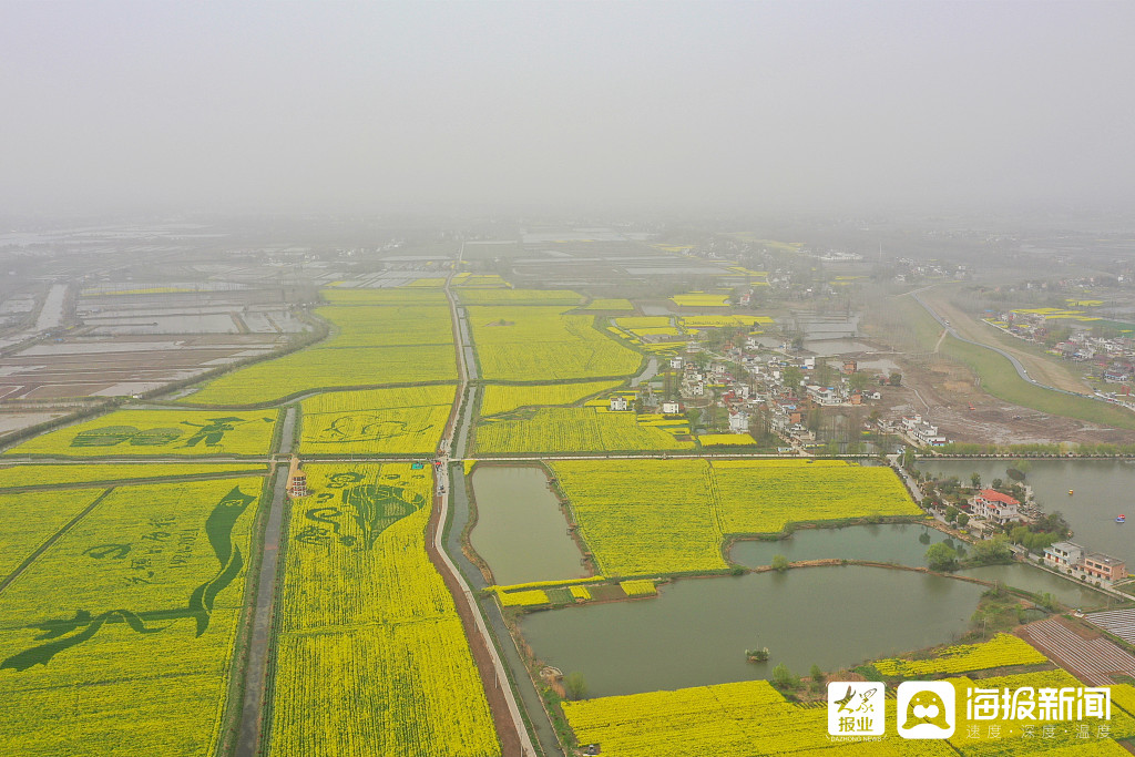 2021年3月21日,安徽省芜湖市鸠江区白茆镇套北村4000余亩油菜花海进入