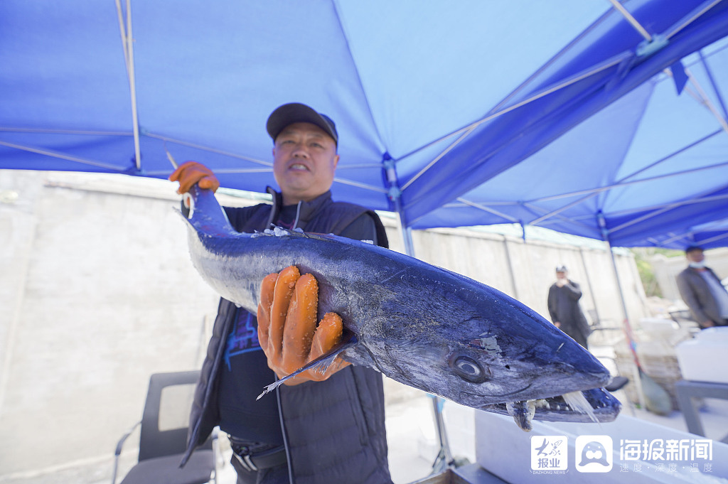 青岛沙子口鲅鱼节启幕 22斤"鲅鱼王"现身