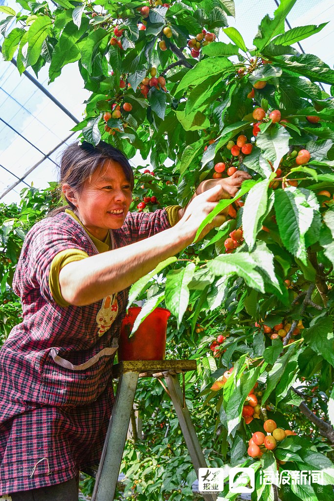 潍坊引导农户种植大棚樱桃促增收助力乡村振兴