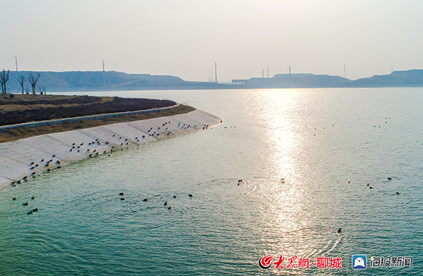 聊城度假区:望岳湖上碧波荡漾 水鸟云集嬉戏捕食