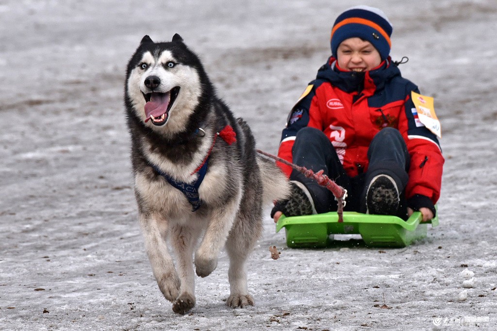 俄罗斯阿巴坎举行雪橇犬比赛汪星人拉着小朋友狂奔