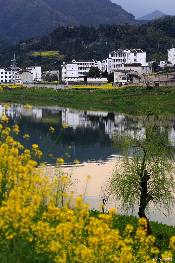 2020年3月17日,安徽黄山,新安江上游歙县段沿岸的油菜花竞相绽放.