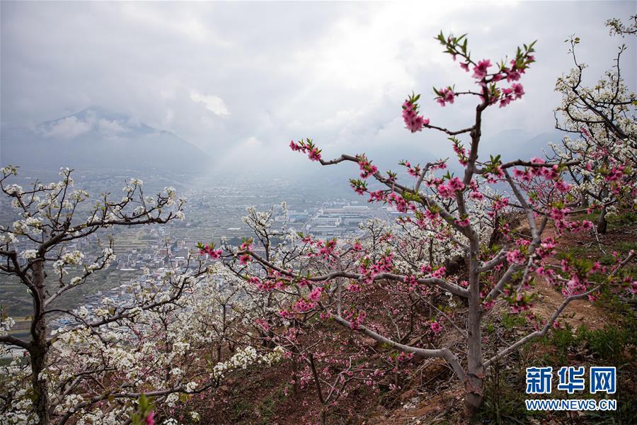 四川汉源:千树万树梨花开