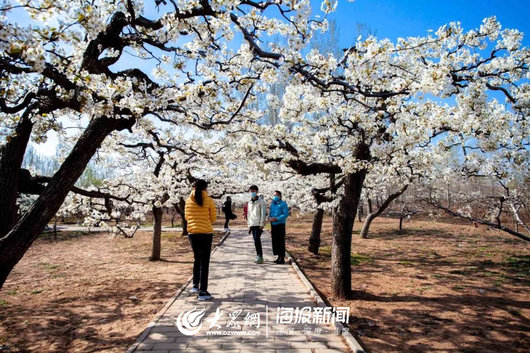 成都全搜索景区梨花又开啦新津梨花溪景区有序开放