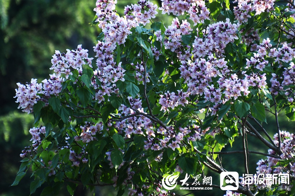 这就是山东丨枣庄楸树花开花团锦簇