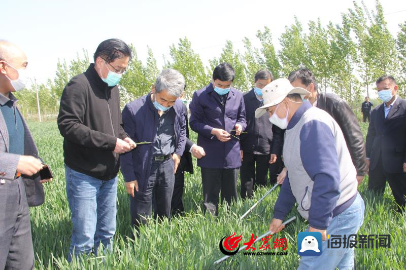 我市小麦条锈病已在商河县,历城区,平阴县查见,今春以来,特别是前一段