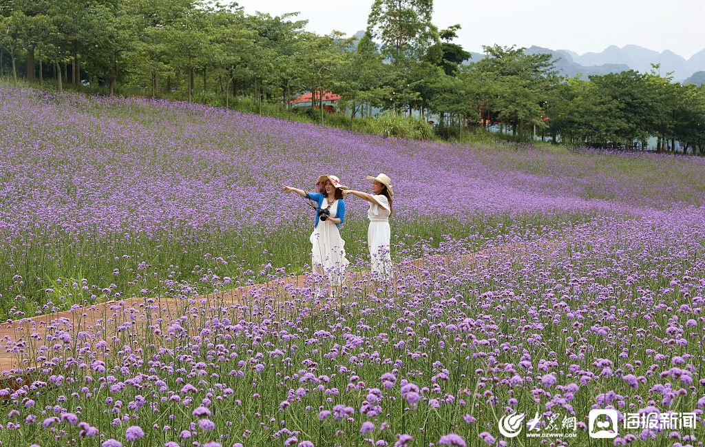 2020年5月12日,游客在广西来宾市忻城县薰衣草庄园景区花海中赏花