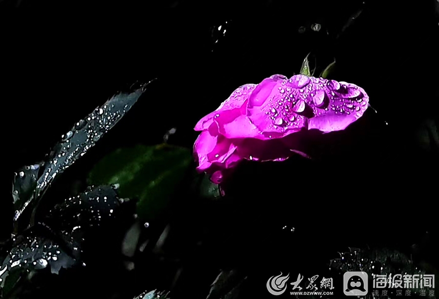 雨露下的花朵(摄影 何永良)