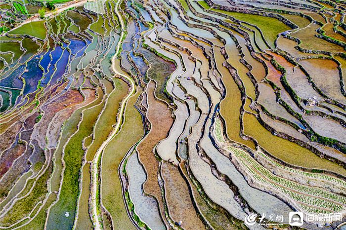 福建三明:尤溪联合梯田披绿装 上帝视角看田园山水画