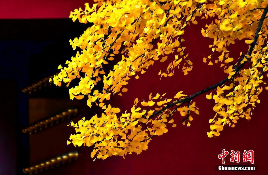 北京秋叶烂漫这才是秋天的颜色