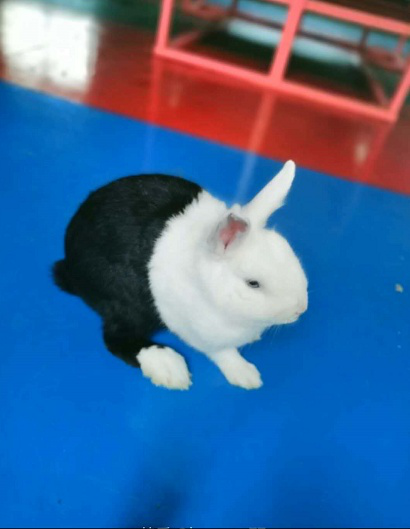 中国兔子品种大全:常见宠物兔——黑白道奇兔