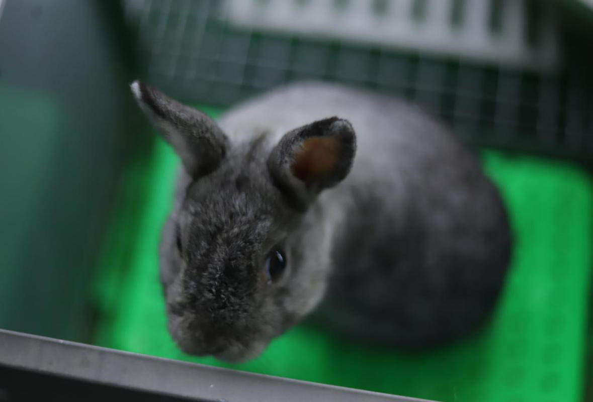 中国兔子品种大全常见宠物兔侏儒兔
