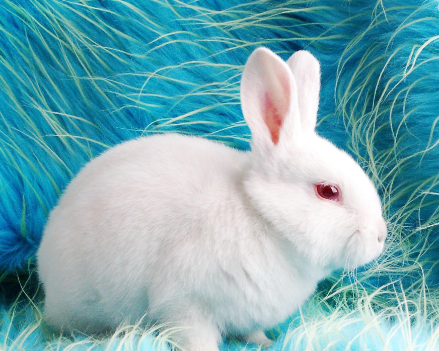 中国兔子品种大全地方品种四川白兔