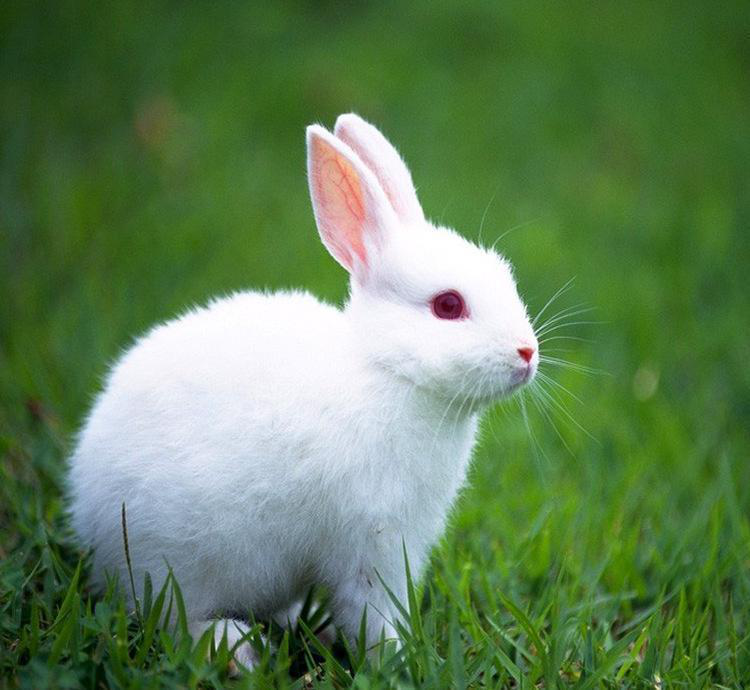 中国兔子品种大全:引入品种——新西兰兔