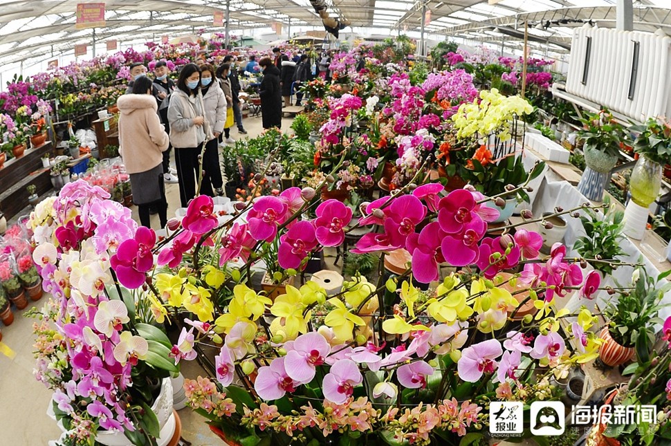 青岛花卉市场百花争艳市民前来选购迎接牛年春节